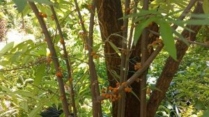 Дебрегеасия, условия выращивания.