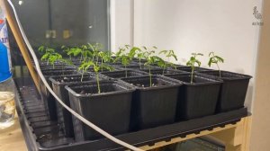 Как вырастить альбицию ленкоранскую. Шесть месяцев из