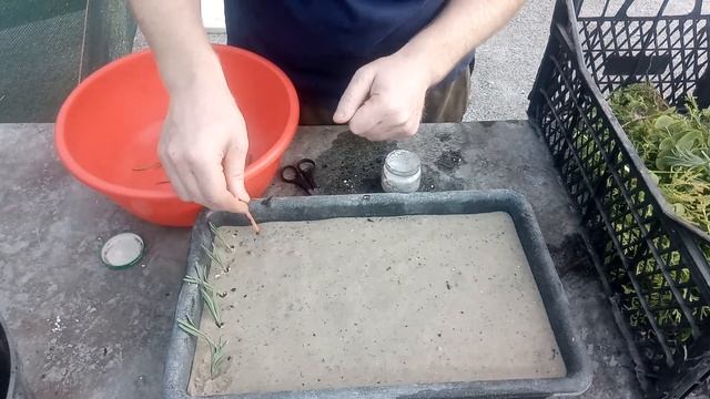 Як швидко розмножити лаванду. Надійний та простий мет? смотреть онлайн