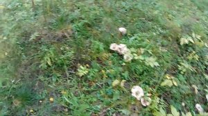 Сбор грибов. Белые грузди растут вёдрами.