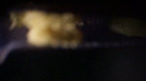 Тычинка и пыльца сирени под микроскопом