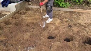 Осваиваем целину на своём ОГОРОДЕ. Сажаем картошку, ку