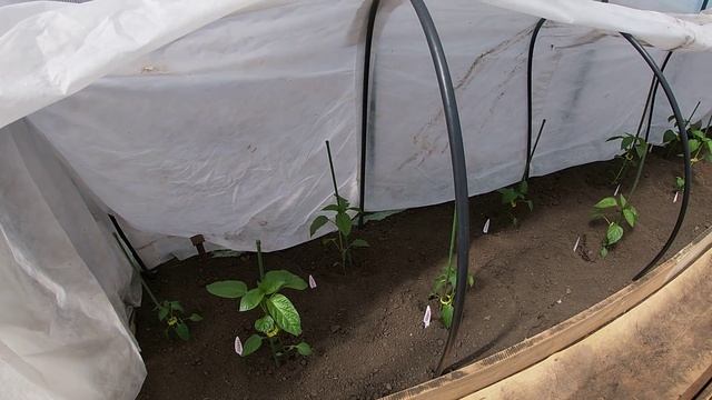 Рассада приживется быстро.Защита растений от солнечн? смотреть онлайн