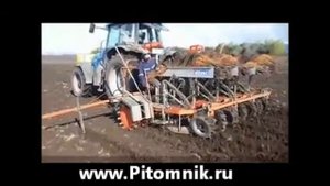 Pitomnik ru посадка саженцев, посадка сеянцев, посадка чере