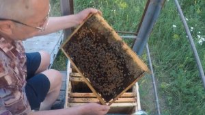 Пчёлы остались без матки! Что делать с отводком?