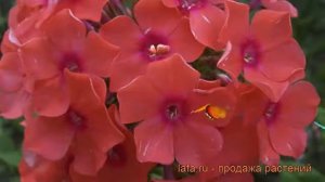Флокс метельчатый Спитфайер (phlox paniculata) 🌿 обзор: как с?