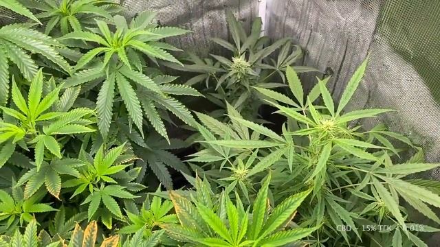 Выращивание медицинской марихуаны в гроубоксе + 62 дня смотреть онлайн