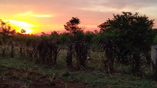 Как растут бананы в #парагвай February 2025 #paraguay смотреть онлайн