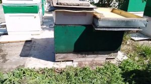 Еще за счёт чего пчеловоды повышают сбор меда  ?