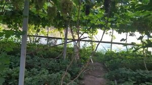 виноград в теплице 10 июля 2021г