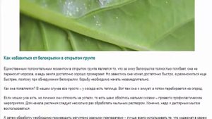 Белокрылка - вредитель:  борьба, народные средства, как