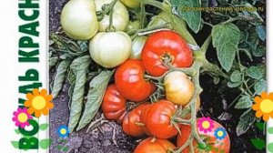 Томат Вождь Краснокожих F1. Краткий обзор, описание solanu