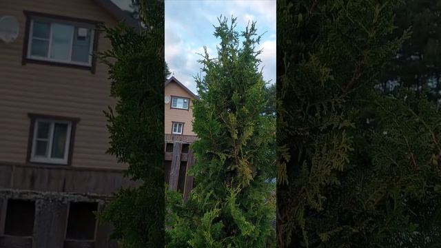 Шишкуются нешишкуемые туи. Думаю, это следствие сильн? смотреть онлайн