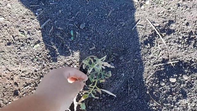 13.06.23 Помидоры принялись, огурцы взошли. Остался после? смотреть онлайн