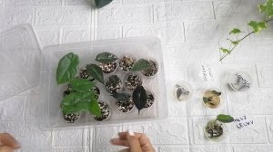 Как прорастить клубни алоказий в воде