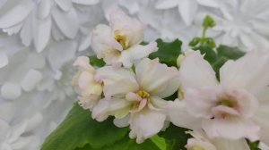 Фиалка АВ-Лютик