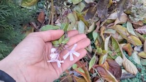 Распаковка посылки от "Зелена садиба" №2 ) И немножко п?