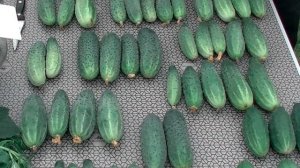 Засолочные качества разных сортов огурца