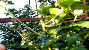 Ежевика сорта - оркан, прайм арк фридом, дирксен, викто?