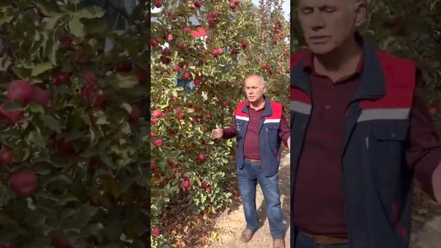 СортРоузи Глов схема посадки 3м*50 см  5 год 100 тон с га. О? смотреть онлайн