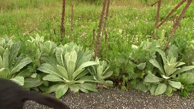 Wooly Mullein. Медвежье ухо (563sp) смотреть онлайн