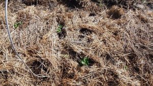 клубника 🍓 🍓 🍓 Кабрильо самая ранняя среди...