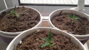 Растим коноплю в жестких домашних условиях.