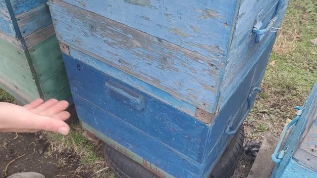 Тёплый старт ЗИМОВКИ ПЧЁЛ ВЛЕЧЁТ ЗА СОБОЙ ПРОБЛЕМЫ В С смотреть онлайн