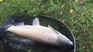 поимка белого амура на большом водоёме