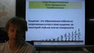 Семейство Злаки(Мятликовые). Теория и практика ЕГЭ/ОГЭ