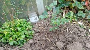 Как подготовить розы к зиме.