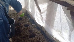 Высадила огурчики в теплицу,, тёплая грядка в помощь. Л