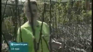 Расцветали яблони и груши в СЦ "Дарвин"