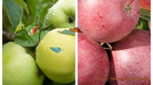 Яблоня обыкновенная Антоновка обыкновенная-Спартан ?