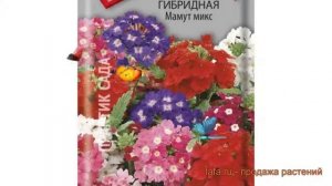 Вербена гибридная Мамут микс (mamut miks) 🌿 Мамут микс обз?