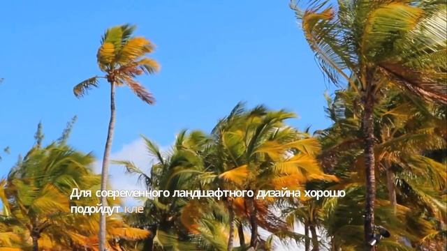 7 СЕКРЕТОВ от Ландшафтного Дизайнера: Как превратить о смотреть онлайн