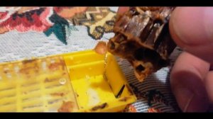 Выход и пение маток. - Как просто вывести маток.