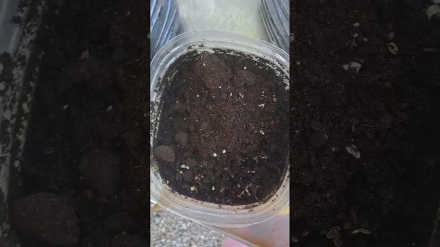 Как сеять семена укропа для хорошего урожая смотреть онлайн