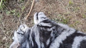 Коту Юбилей, 10 лет однако)))