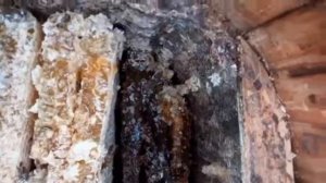 Колодное пчеловодство