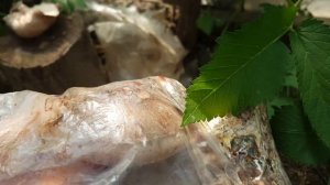 Королевская вешенка зимовала в грунте/ отработанные б