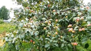 Яблоня Заветное, достойная внимания садоводов