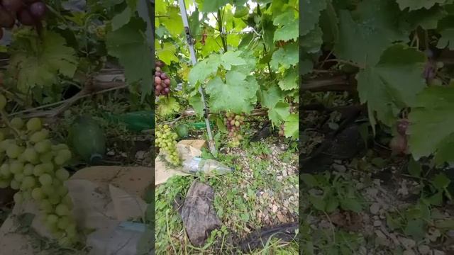 Виноград в Подмосковье. Будет ли результат? смотреть онлайн