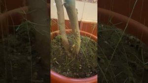 Почему аспарагус цветет дома прямо сейчас? Аспарагуси