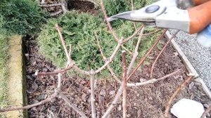 ОБРЕЗКА ШТАМБА ГОРТЕНЗИИ ВЕСНА 2024г. | Формировка штамб