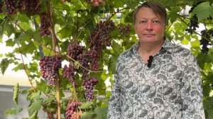 Беларусь. 05.09.2025 Выставка винограда Самохваловичи