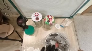 Кордицепс выращивание