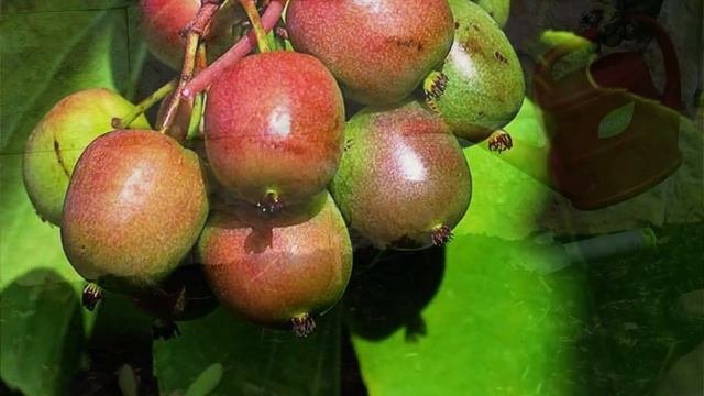Актинидия коломикта