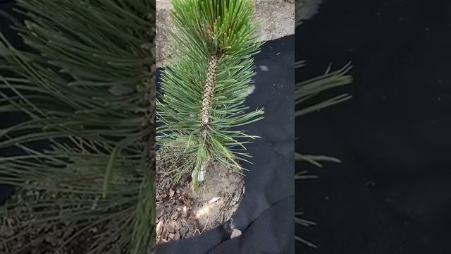 Сосна чорна Молетте (Pinus nigra Molette) смотреть онлайн