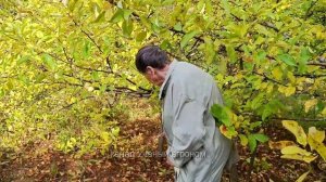 Яблоня.  Готовим яблоню к зиме.  Что надо сделать прямо